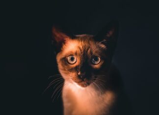 Karma dla kotów sterylizowanych