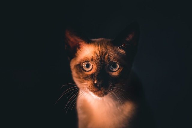 cat-5320574_640 Karma dla kotów sterylizowanych