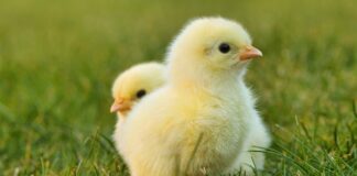 Jak zrobić wybieg dla kota?