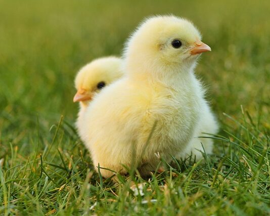 Jak zrobić wybieg dla kota?