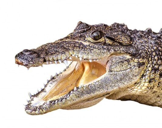 Ile człowiek może przeżyć pijąc tylko wodę?