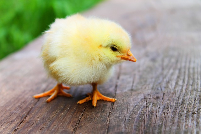 Jak wysuszyć pierś z kurczaka dla psa? Jak wysuszyć pierś z kurczaka dla psa?
