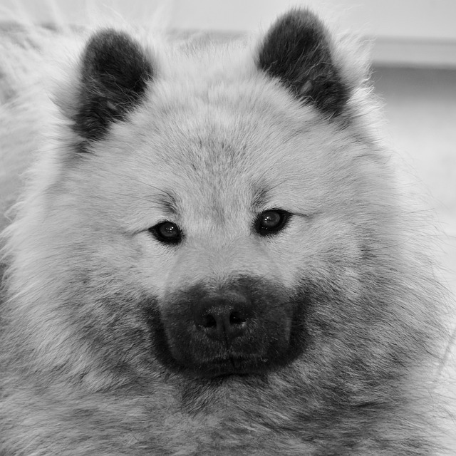 Czy Pedigree to dobra karma dla psa? Czy Pedigree to dobra karma dla psa?