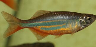 Ile żyją Danio rybą? Ile żyją Danio rybą?