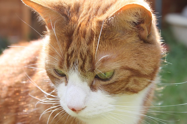 Ile procent mięsa ma Whiskas? Ile procent mięsa ma Whiskas?