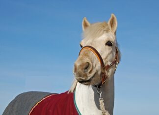 Czy halter dla psa jest dobry?