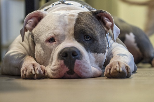 Dlaczego amstaff atakuje? Dlaczego amstaff atakuje?