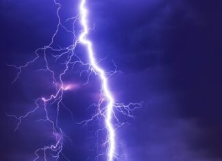 Czy wije przechodzą rozwój złożony?