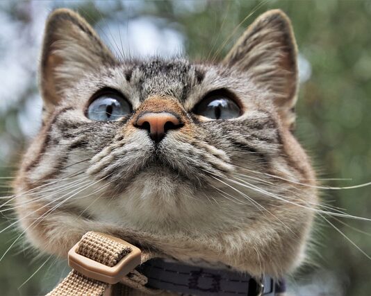 Jakiej smyczy używa Cesar Millan?