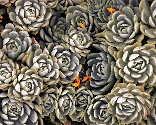 Czym wysypać skalniak?