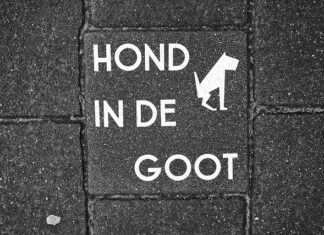 Jak pozbyć się odchodów ryb?