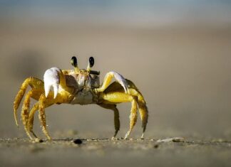 Ile kosztuje krab?