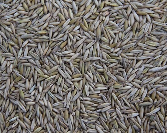 Kto produkuje wiejska zagrodę?