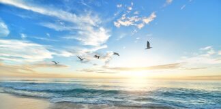 Jak odstraszyć ptaki od borówki?