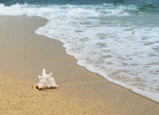 Gdzie żyją skorupiaki?