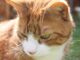 Czy Whiskas to dobra karma? Czy Whiskas to dobra karma?