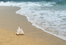 Czym oddychają skorupiaki?