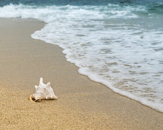 Czym oddychają skorupiaki?