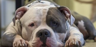 Czy Amstaff należy do ras agresywnych?