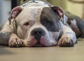 Czy Amstaff należy do ras agresywnych?