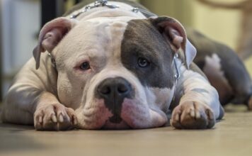 Czy Amstaff należy do ras agresywnych?