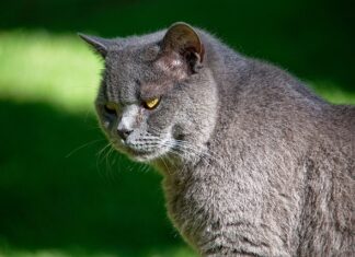 Czy Sheba ma dobry skład?