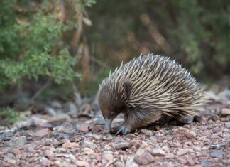 Co zamiast kolczatki dla psa?