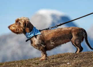 Czy smycze flexi są dobre?